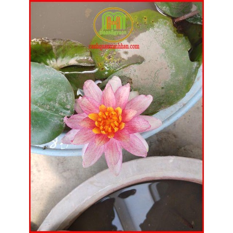 Bùn sông trồng sen, súng Nhật, cây thủy sinh 5kgMinh Hân Garden