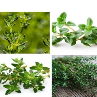 Hạt giống cỏ xạ hương - 1 gói 100 hạt -HGT