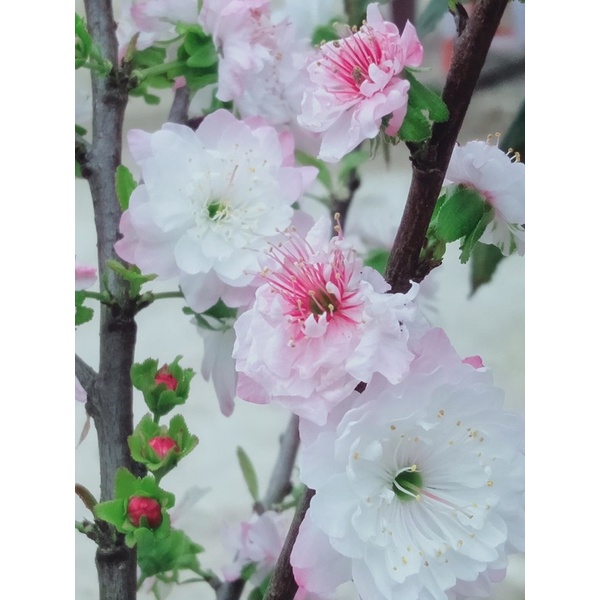 Cây giống nhất chi mai, cây hoa chơi tết, cây trồng chậu, vườn, ban công được, cây cảnh khu nghỉ dưỡng, khu du lịch, hoa