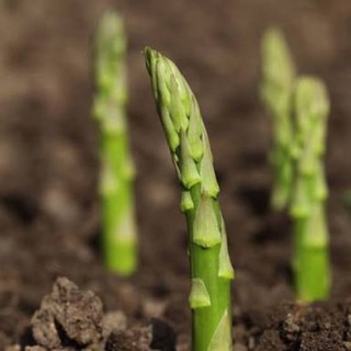 Hạt giống măng tây xanh - Tặng gói hạt giống ngẫu nhiên