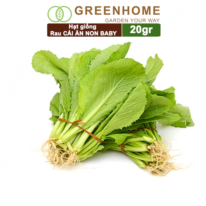 Hạt giống rau Cải ăn non Greenhome, gói 20g, dễ trồng, thu hoạch nhanh R05