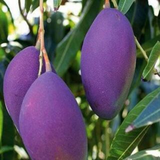 combo 2 Cây xoài tím