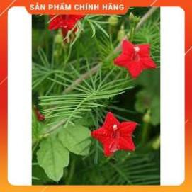 HẠT GIỐNG HOA TÓC TIÊN ĐỎ GÓI 10H