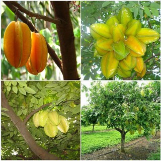 Hạt giống khế ngọt - gói 5 hạt ( tặng kèm gói kích hạt nhanh nảy mầm )