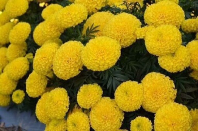 Hạt giống cúc vạn thọ màu vàng