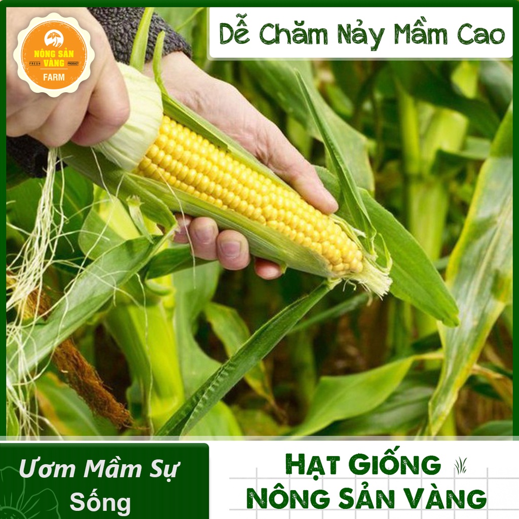 Hạt giống Bắp Mỹ (Ngô Mỹ) ( Gói 5 Gram ) - Nông Sản Vàng