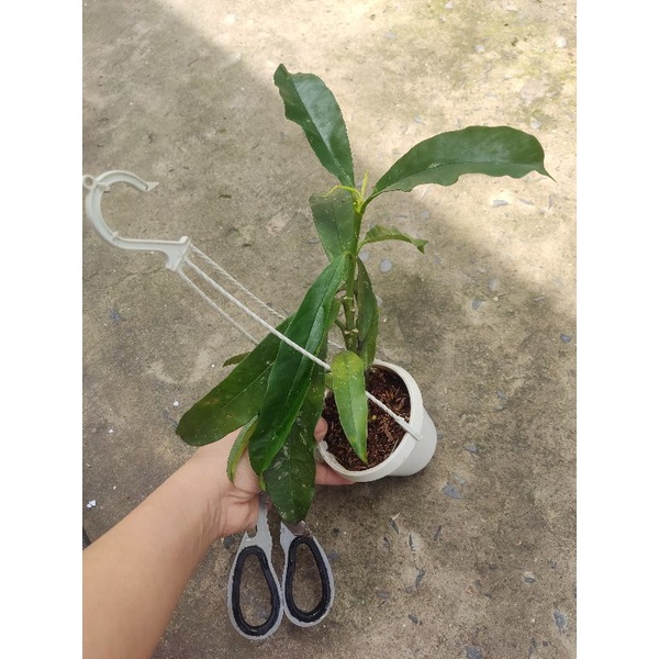 Cẩm cù hoa mũi tên