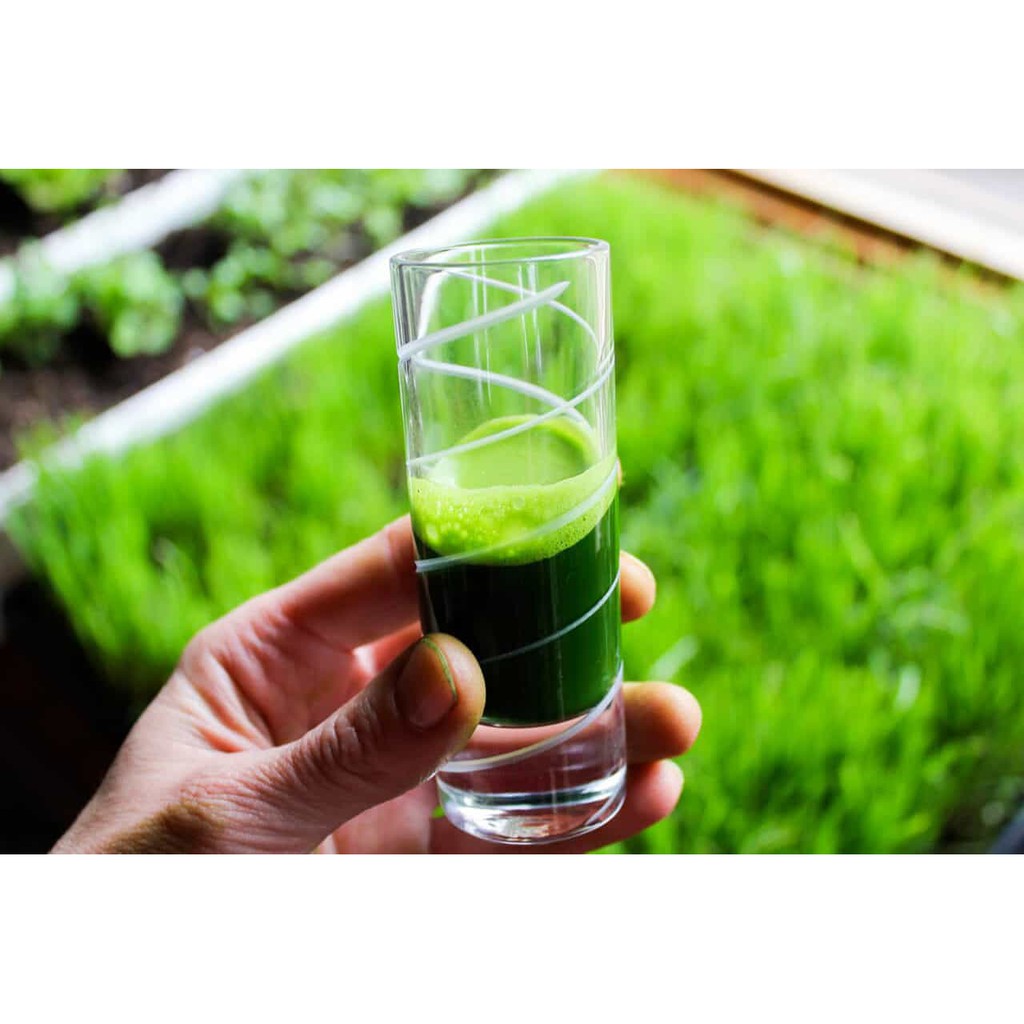 Hạt Cỏ Lúa Mì Hữu Cơ Organic WheatGrass Seeds Sottolestelle 500g