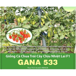 Hạt giống cà chua trái cây chiệu nhiệt lai f1 gana 533