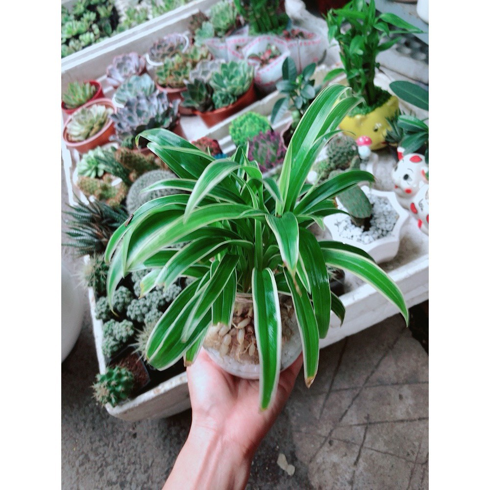 Cỏ Lan Chi Thủy Sinh Đẹp