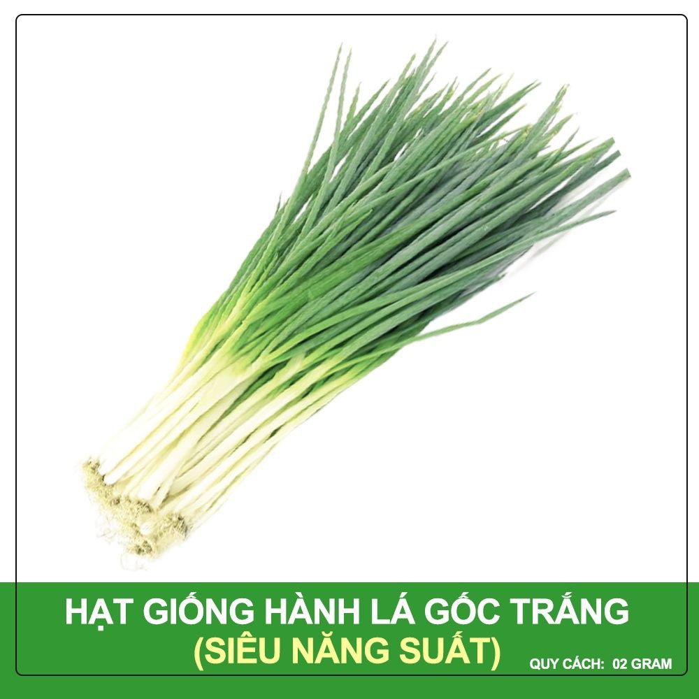 Hạt Giống Hành Lá Gốc Trắng PN (2g) - AN AN SAIGON