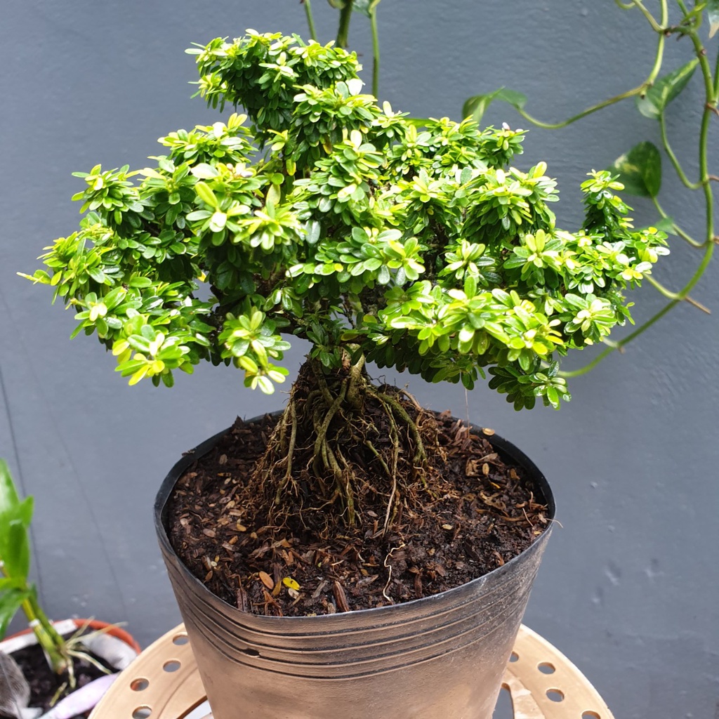 Bonsai mini linh sam hạt gạo - linh sam lá rí