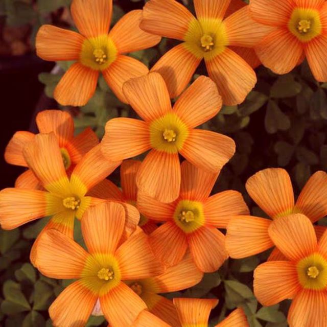 củ hoa oxalis obtusa , giá cho 3 củ mỗi giống