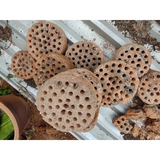 1 kg XỈ THAN TỔ ONG dùng trộn đất trồng sen đá , lọc nước hồ cá gói