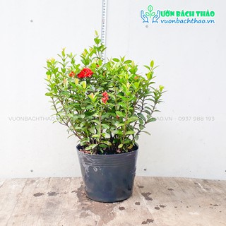 Cây trang thái trồng sân vườn