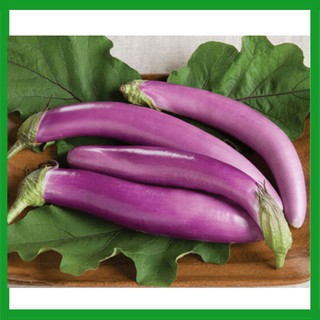 Hạt giống Cà Tím Quả Dài
