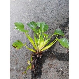 Rễ lục bình (bèo tây) khô 500gr