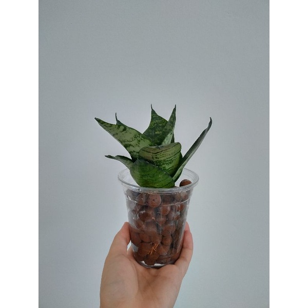 Cây lưỡi hổ xanh có thể trồng thuỷ sinh