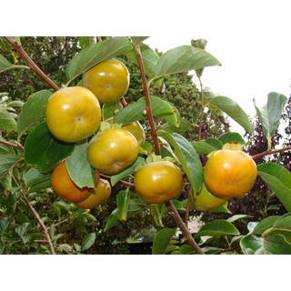 Tặng 1 p.bón_combo 5 cây giống hồng dòn 150k