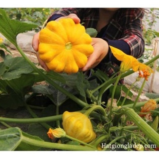 Hạt Giống Bí Đĩa Bay - 5 Hạt