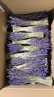 SỈ HOA LAVENDER