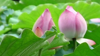 Gói 5 Hạt Giống Sen Ta