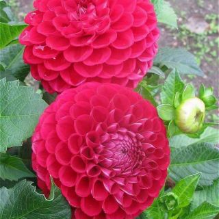 Thược dược tổ ong mix nhiều màu.🌺😍