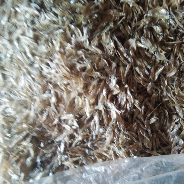Cá cơm sông sesan