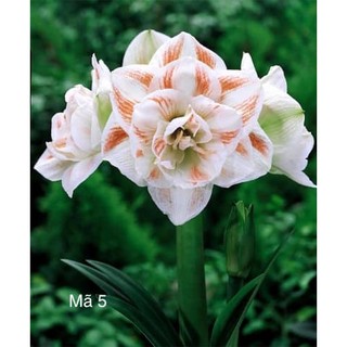 Củ hoa lan huệ ngoại Hà Lan nymph