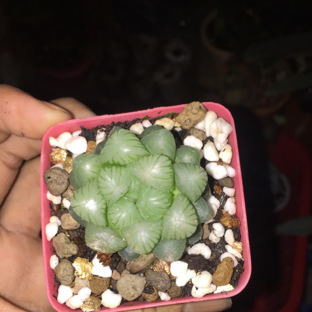 Haworthia  coopi  ( cây lẻ )