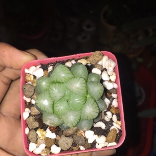 Haworthia  coopi  ( cây lẻ )