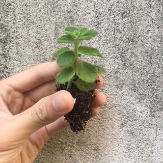 Sen đá lá thơm/ Nhất mạt hương size 10 cm