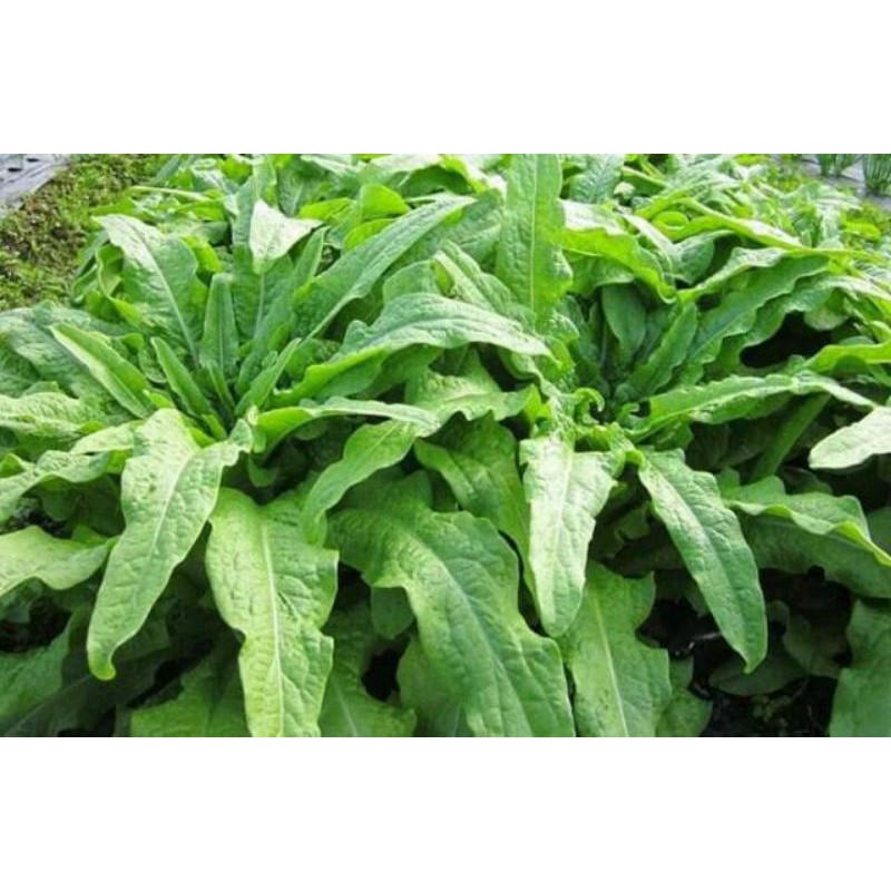 Hạt giống rau diếp nếp xanh (rau tiến vua) nhập khẩu - 2000 hạt