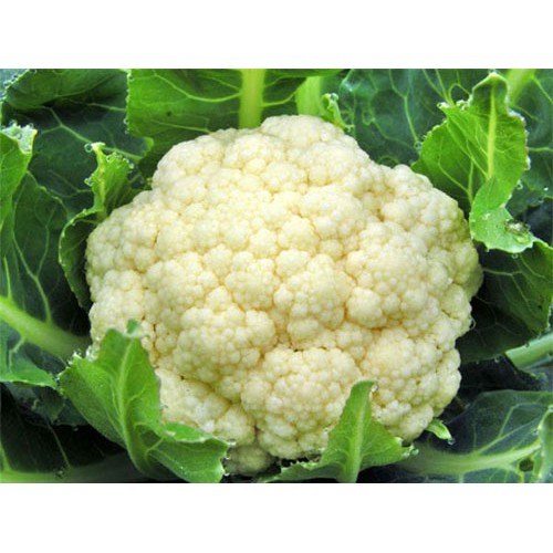 Hạt giống suplo trắng king white -  Rau củ quả trồng tại vườn, sân thượng, nông trang, ban công