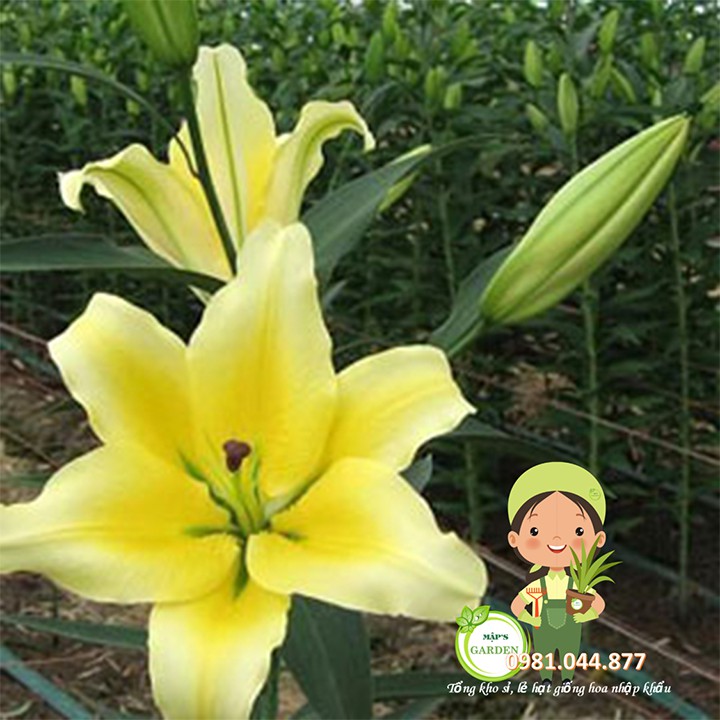 Củ giống hoa ly vàng thơm size to 5-9 bông/cây