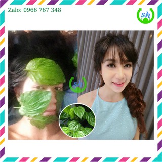 [HCM]Sỉ 6 bếp hơ lá trầu
