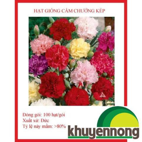 Hạt giống hoa cẩm chướng kép 100 hạt