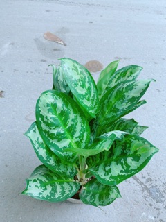 Chậu Ngân Hậu