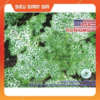 10h Hạt Giống Kế Sữa Gan - Milk Thistle (Silybum marianum) HCT