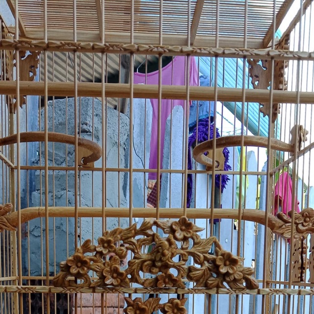 lồng chim chào mào