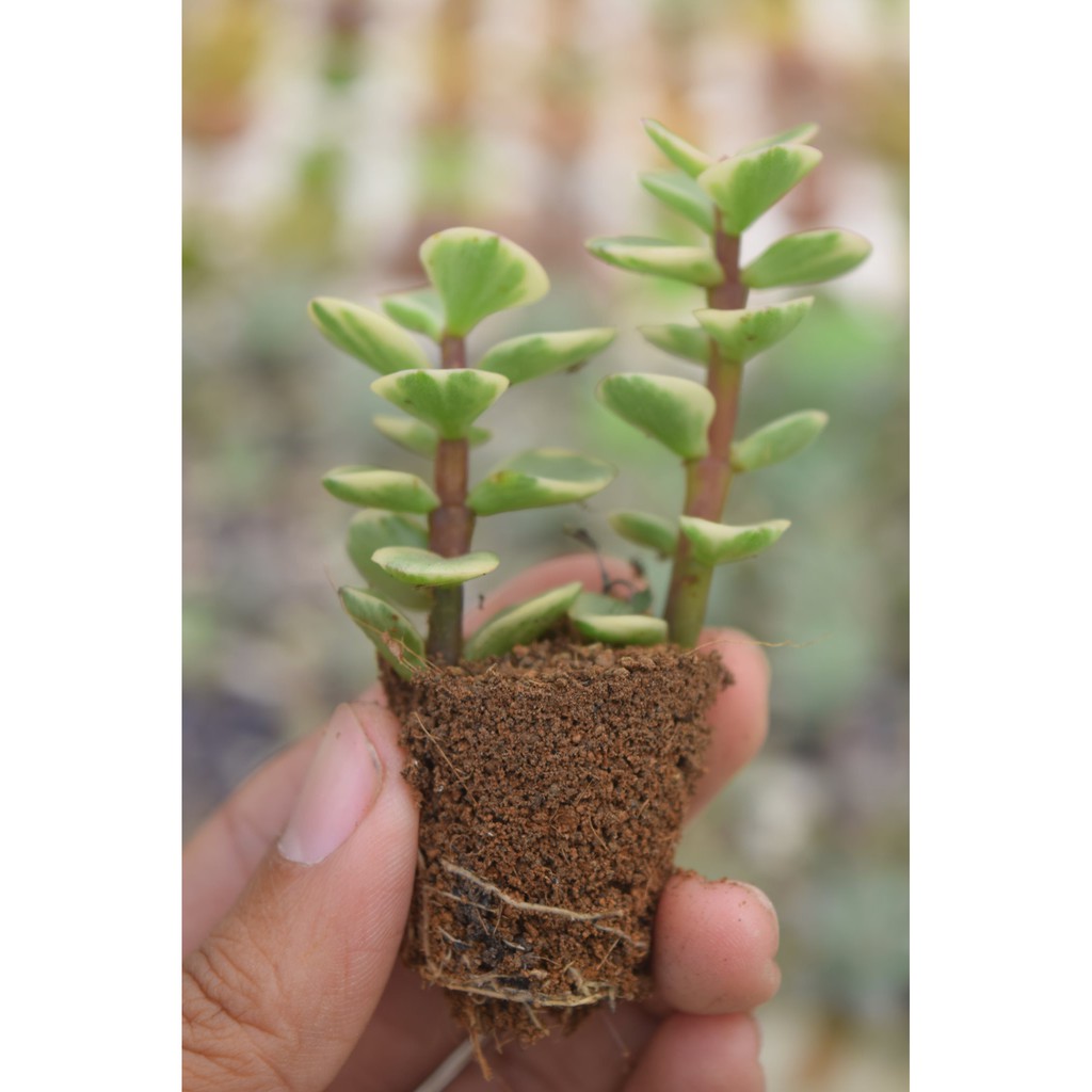 sen đá đô la trắng mini 2-4cm