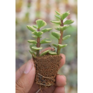 Sen đá đô la trắng mini 2-4cm