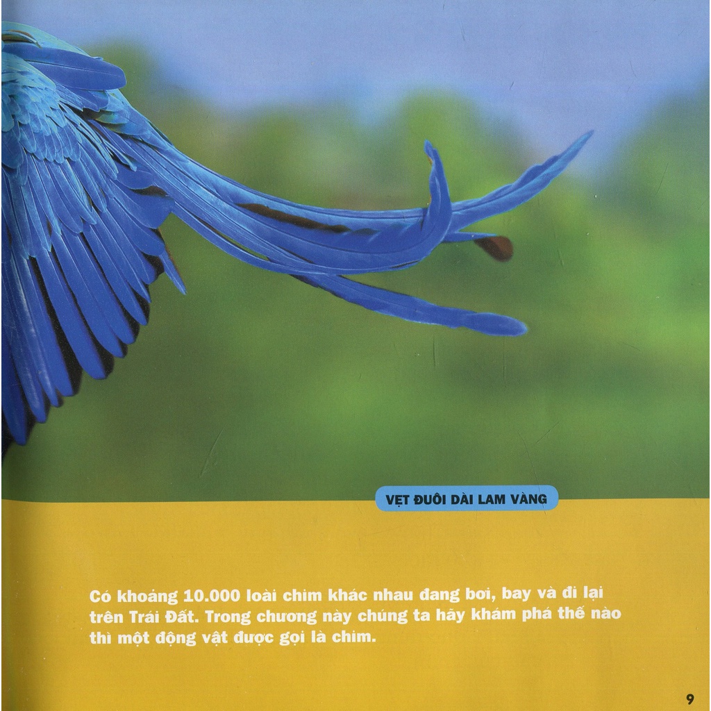 Sách Cuốn Sách Lớn Đầu Tiên Của Tớ: Chim (Tái Bản 2021)