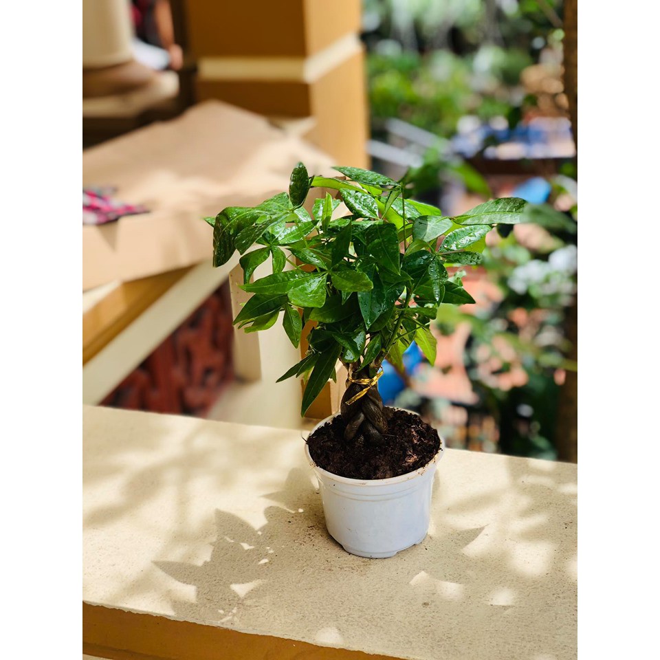 Cây kim ngân bonsai thắt bím