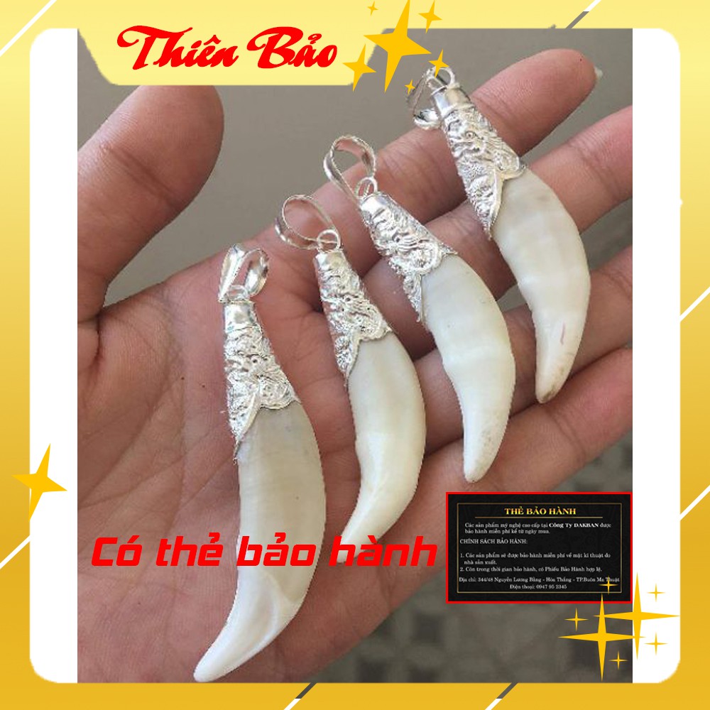 Nanh Sói Bọc Bạc phong thủy - Đồ Thủ công mỹ nghệ [Bảo hành trọn đời]