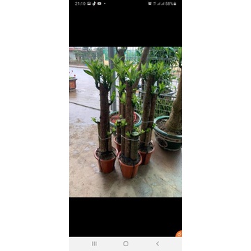 Cành giống thiết mộc lan sọc vàng dài 1m