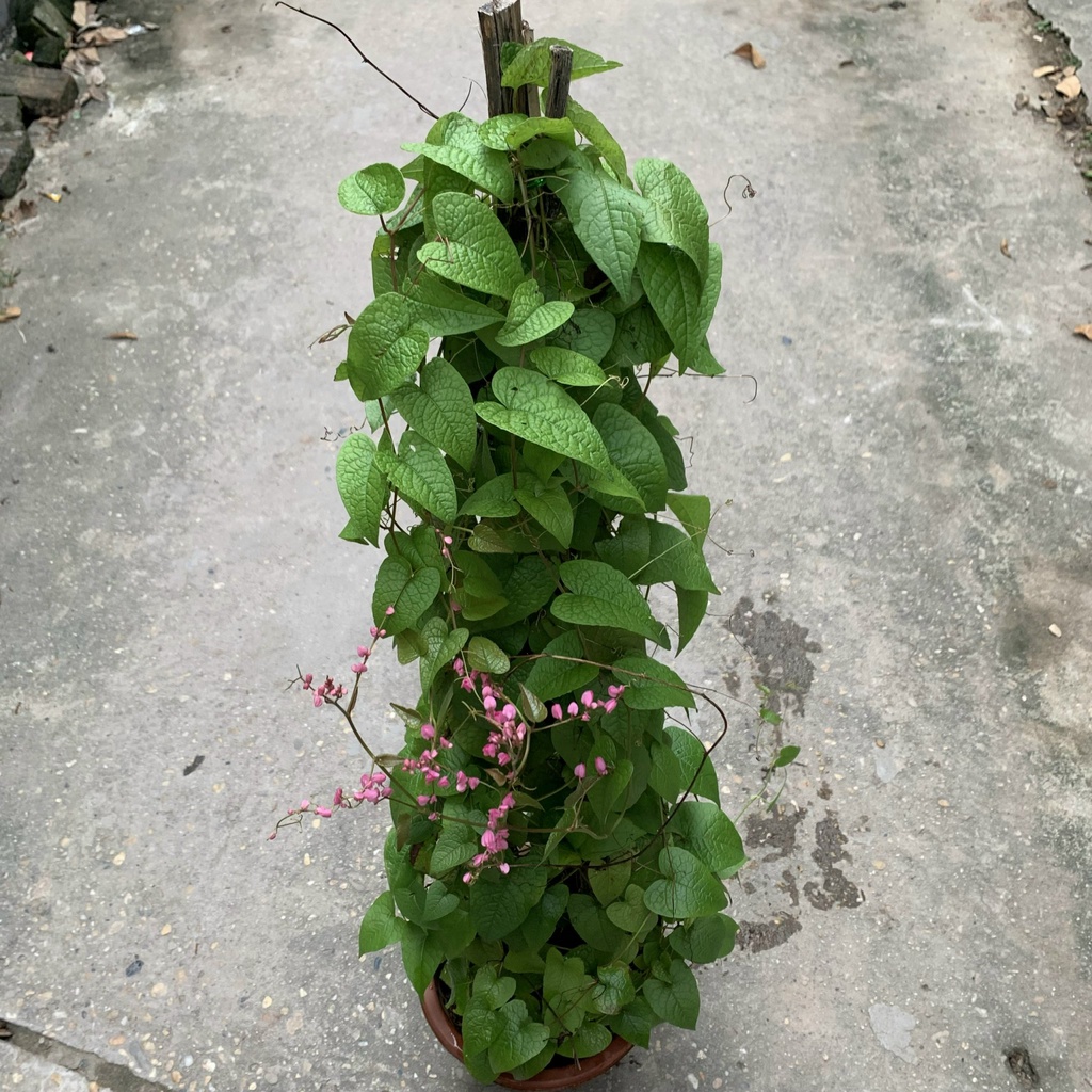 Cây hoa tigon leo giàn dài 70cm, cây leo giàn tạo bóng mát nở hoa cực đẹp, trang trí ban công và tường rào