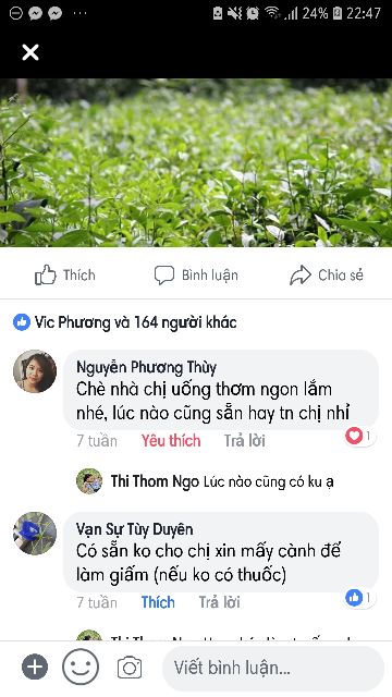 0.5kg Chè Thái loại ngon | BigBuy360 - bigbuy360.vn