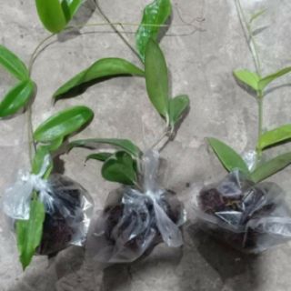 Cây hoa lan cẩm cù mix 10