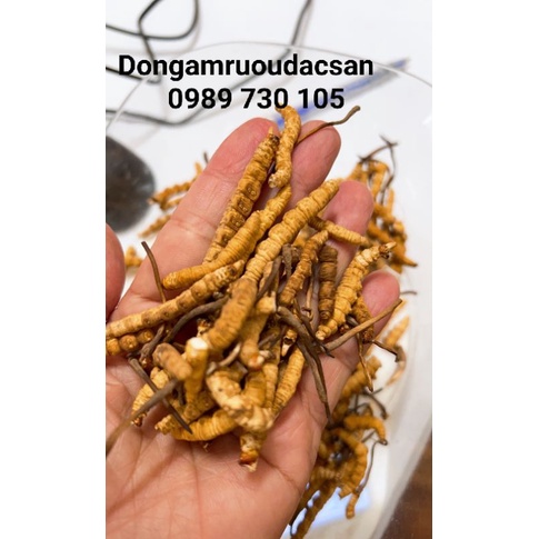 Đông trùng hạ thảo Tây Tạng hàng gãy 1Gam
